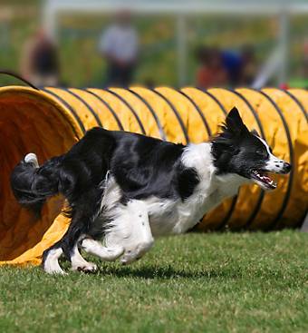 willkommen bei den raindogs Agility Team Regen - Tunnel