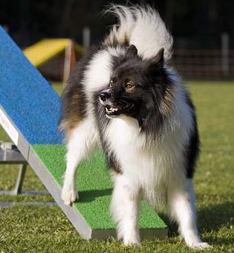 willkommen bei den raindogs Agility Team Regen - Wippe