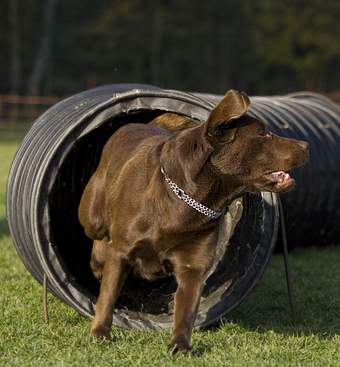 willkommen bei den raindogs Agility Team Regen - Tunnel