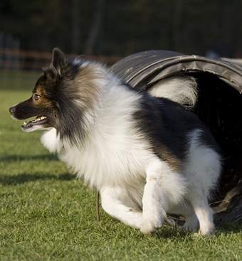 willkommen bei den raindogs Agility Team Regen - Tunnel