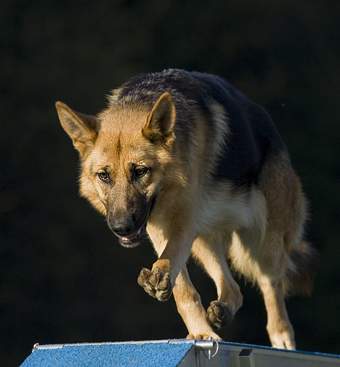 willkommen bei den raindogs Agility Team Regen - Steg