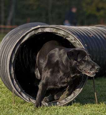 willkommen bei den raindogs Agility Team Regen - Tunnel