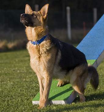 willkommen bei den raindogs Agility Team Regen - Wippe