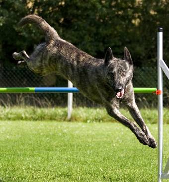 Willkommen bei den raindogs Agility Team Regen - Hrden