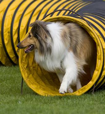 Willkommen bei den raindogs Agility Team Regen - Kontakt