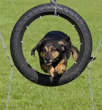 Willkommen bei den raindogs Agility Team Regen - Reifen