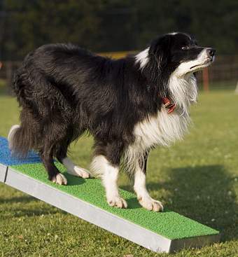 Willkommen bei den raindogs Agility Team Regen - Wippe