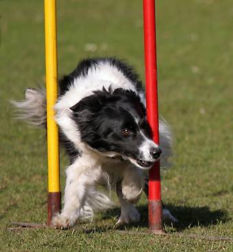 Willkommen bei den raindogs Agility Team Regen - Slalom