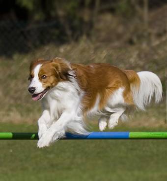 willkommen bei den raindogs Agility Team Regen - Hrden